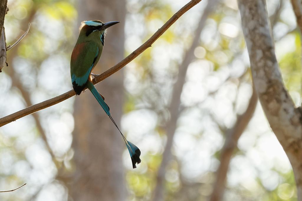 Centro Ecoturistico Flor De Pochote El Pochote エクステリア 写真